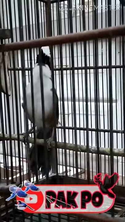 Dengar suara ini, poksay langsung bunyi | master poksay thailand | pancingan tembakan burung macet