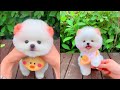 Tik Tok Chó Phốc Sóc Mini 😍 Funny and Cute Pomeranian 45