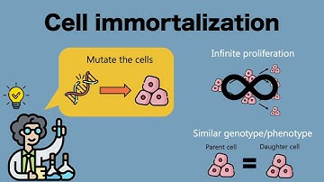 Cell Immortalization: K4DT Method