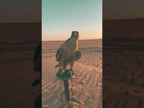 السعودية ترند السعودية شعر قصيدة مقناص صقور