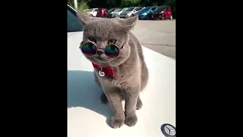 Watch the video about Kucing