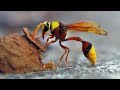 Top 13 Types Of WASPS to Look Out For This Summer!