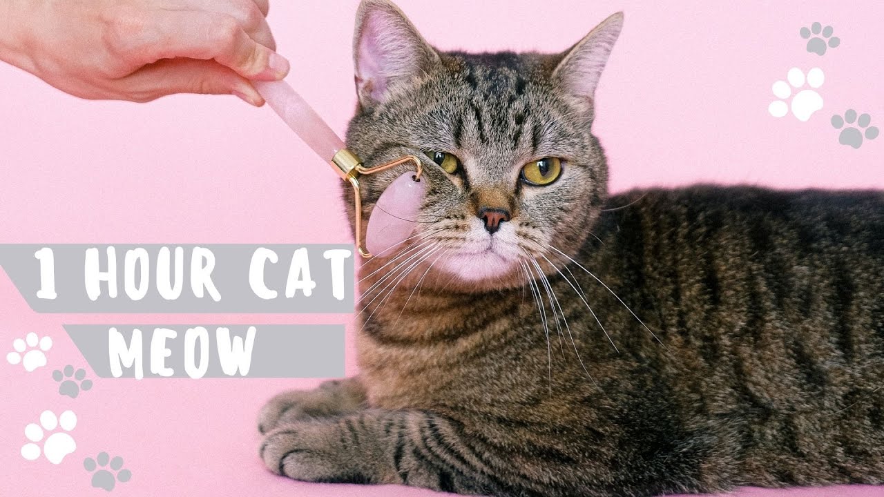 1 Hour Cat Meowing purring meditation with MeoW study work anti stress