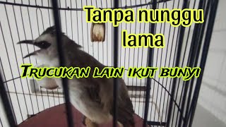 Download Lagu Suara ropelan trucukan di pagi hari membuat trucukan lain ikut ropel Download Lagu Suara ropelan trucukan di pagi hari membuat trucukan lain ikut ropel