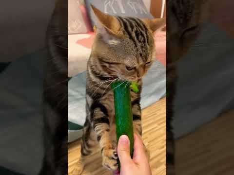 Cat eating cucumber#shorts