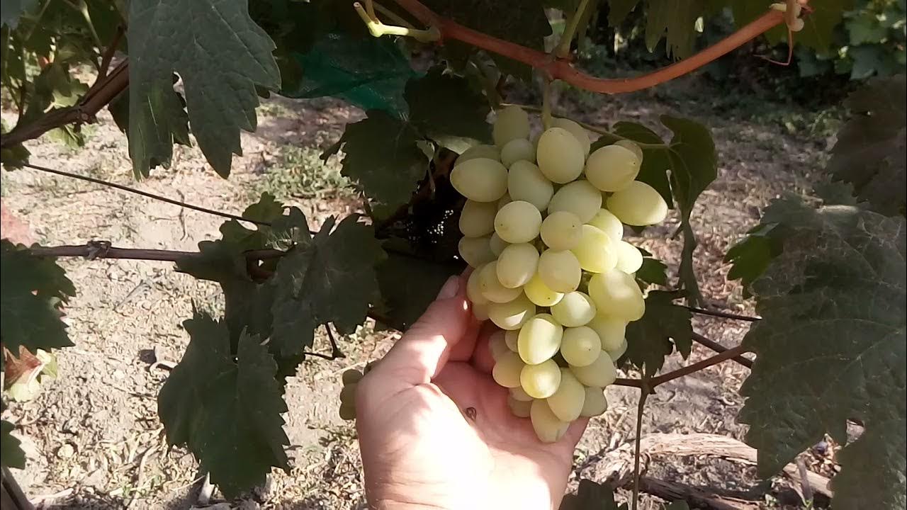 Саженцы винограда Илья купить в Москве по цене от 999 до 6850 руб. - питомник ра