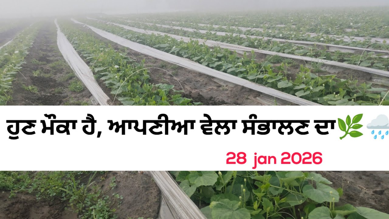 (ਵੇਲਾ ਦੀ ਸਾਂਭ ਸੰਭਾਲ ਕਰਨ ਦਾ ਮੌਕਾ ਹੈ) ਕਿਸਾਨਾ ਲਈ weather  update 🌧️🌿#farming #viral#weatherupdatetoday 