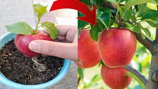 If you know this secret you can propagate any plant | Propagation of apple