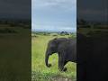 Take a closer look at the elephant’s trunk! Comment what you see#Shorts #Wildlife #Elephant #Viral