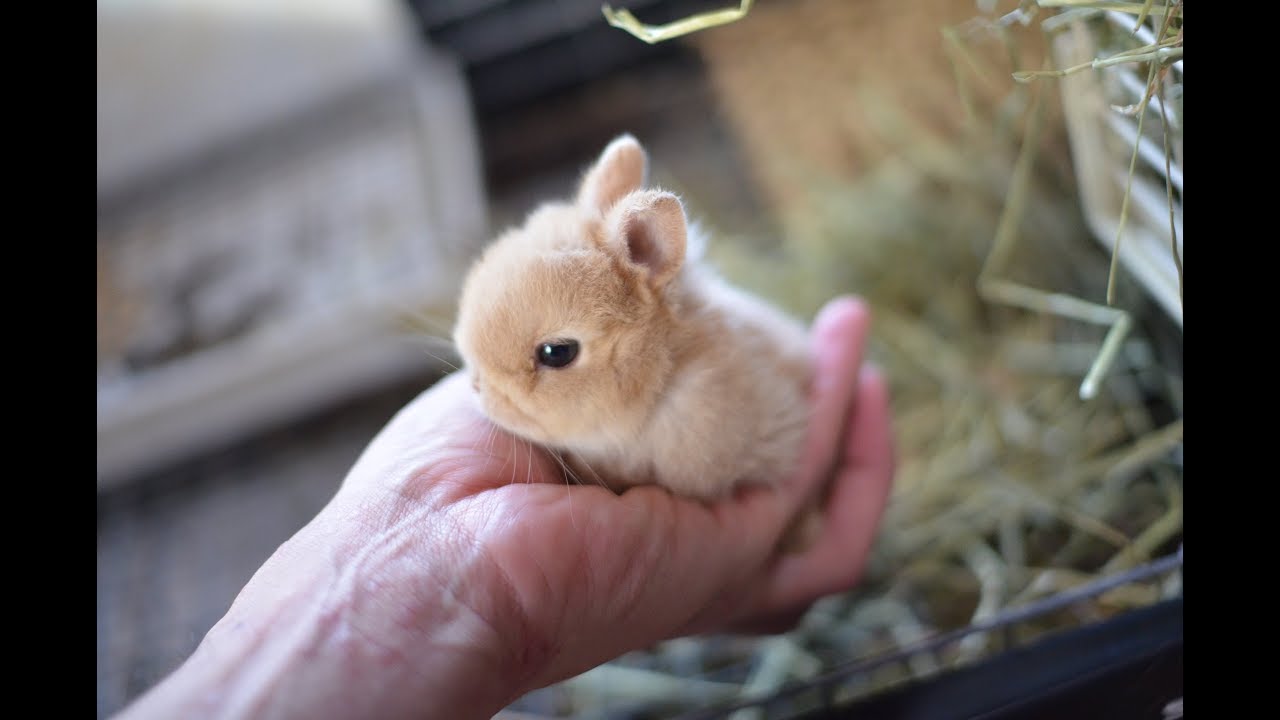 ネザーランドドワーフの赤ちゃん 生後25日目 体重オレンジ 171g リンクス 131g まだ手乗りサイズです Youtube