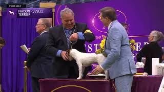 Parson Russell Terriers | Breed Judging 2024