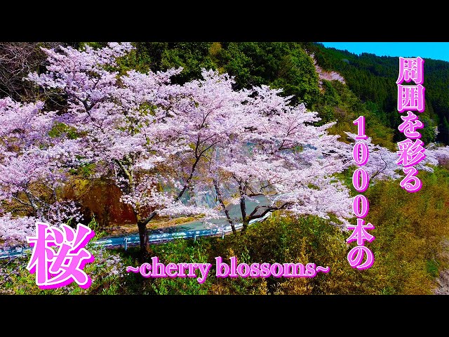 【ドローン空撮4K】福岡県八女市　日向神ダム桜　Drone Cherry Blossoms