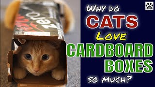 WHY DO CATS LOVE CARDBOARD BOXES SO MUCH l V-52 by THE PAWS COLLECTOR 146 views 2 years ago 6 minutes, 37 seconds