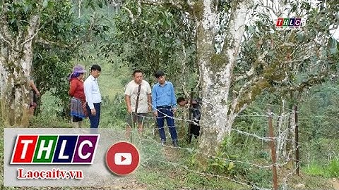 Công nhận quần thể cây chè Shan tuyết cổ thụ tại xã Hoàng Thu Phố là Cây Di sản Việt Nam | THLC