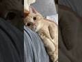 ウインクからのお顔ぴとっが尊すぎる🥹 #猫 #癒し #cat #マンチカン #むぎあお