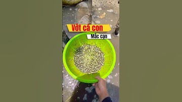 Vớt cá con mắc cạn #fishing #ca #giảicứu #giaicuu #cá
