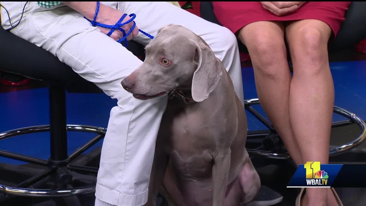 Pet Questions: There's a dark spot on my dog's eye