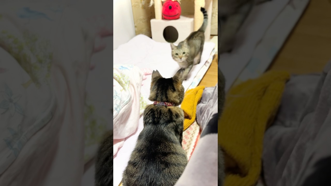 あーちゃんを避けるむーちゃん - YouTube