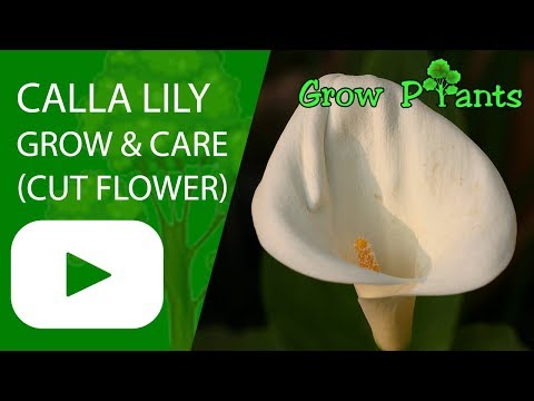 Calla lily flower - growing & care (cut flower)