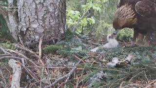 Cuibul Acvilei de munte nr. 1 (Aquila chrysaetos) 19.05.2024 19:11