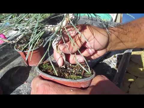 CÓMO HACER UN BONSÁI DESDE CERO CON PINOS (Pinus thunbergii)