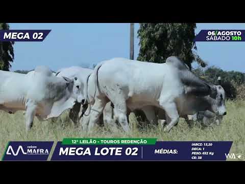 MEGA LOTE 02