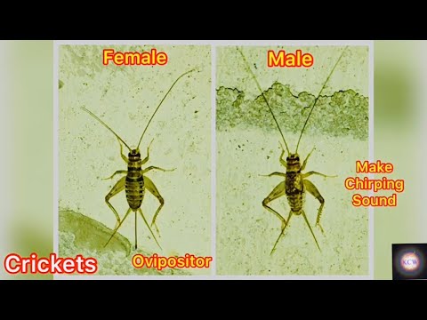 Cricket Insect ~ Difference Between FEMALE CRICKET and MALE CRICKET