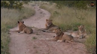 Pt 1 Safari Live's Sunrise Safari Drive at 6:00 AM on April 26, 2018 ( Nkuhumas )