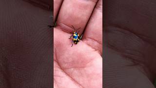 It is the Smaller shiny jewelbeetle #beautifulinsect#nature#anyuniqueanimals#insects#wow