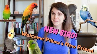 Welcome Home, Pillow's Friend! | New Bird Reveal