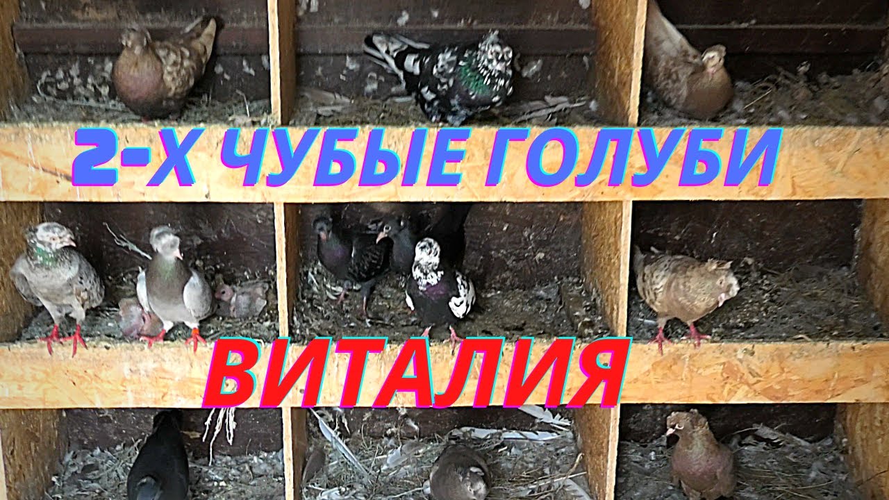 Голуби Виталия в Волгограде! 2 х чубые голуби!