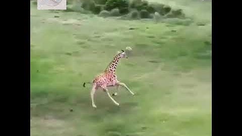 Cute Running Giraffe