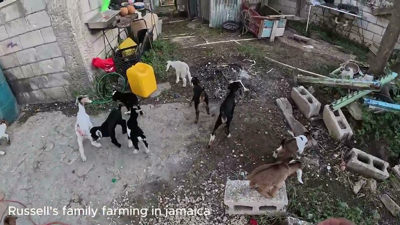This kidding season was my best season on the farm. Give thanks 🙏 #goats #farming #farmer #jamaica 