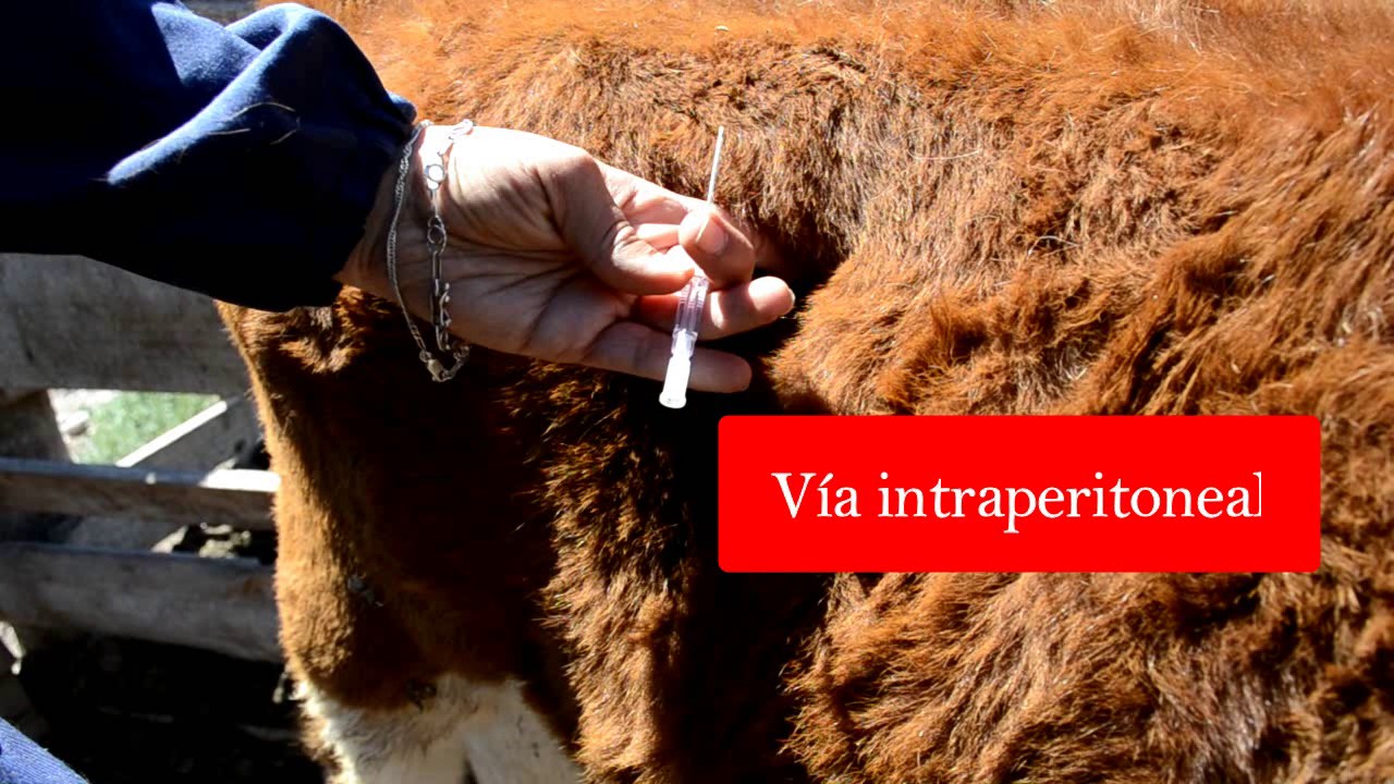 FLUIDOTERAPIA EN BOVINOS ultimo