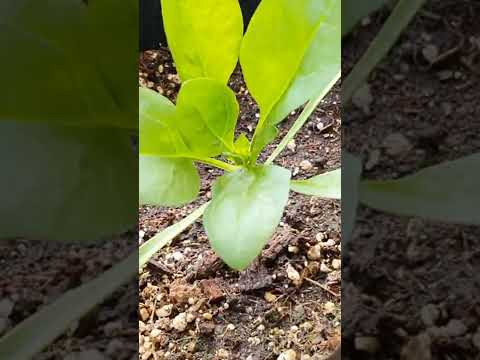 Video: Usos de la planta de espinaca: qué hacer con la espinaca del jardín