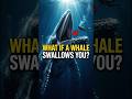 What If a Whale Swallows You? 😨 Inside Reality Will Shock You! #whale #ocean #facts #shorts