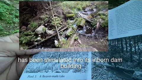 Beaver Pond Trail Algonquin Park virtual Guide and hiking tips. Part 2/2