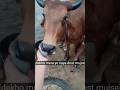🚩🐄 pyari pyari cow, Nanhi Munni chhoti cow 🐮🐮#trading #youtube #chhoti