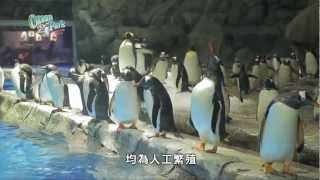 海洋公園好戲在後台第六集-- 企鵝新天地(HD 1080) 