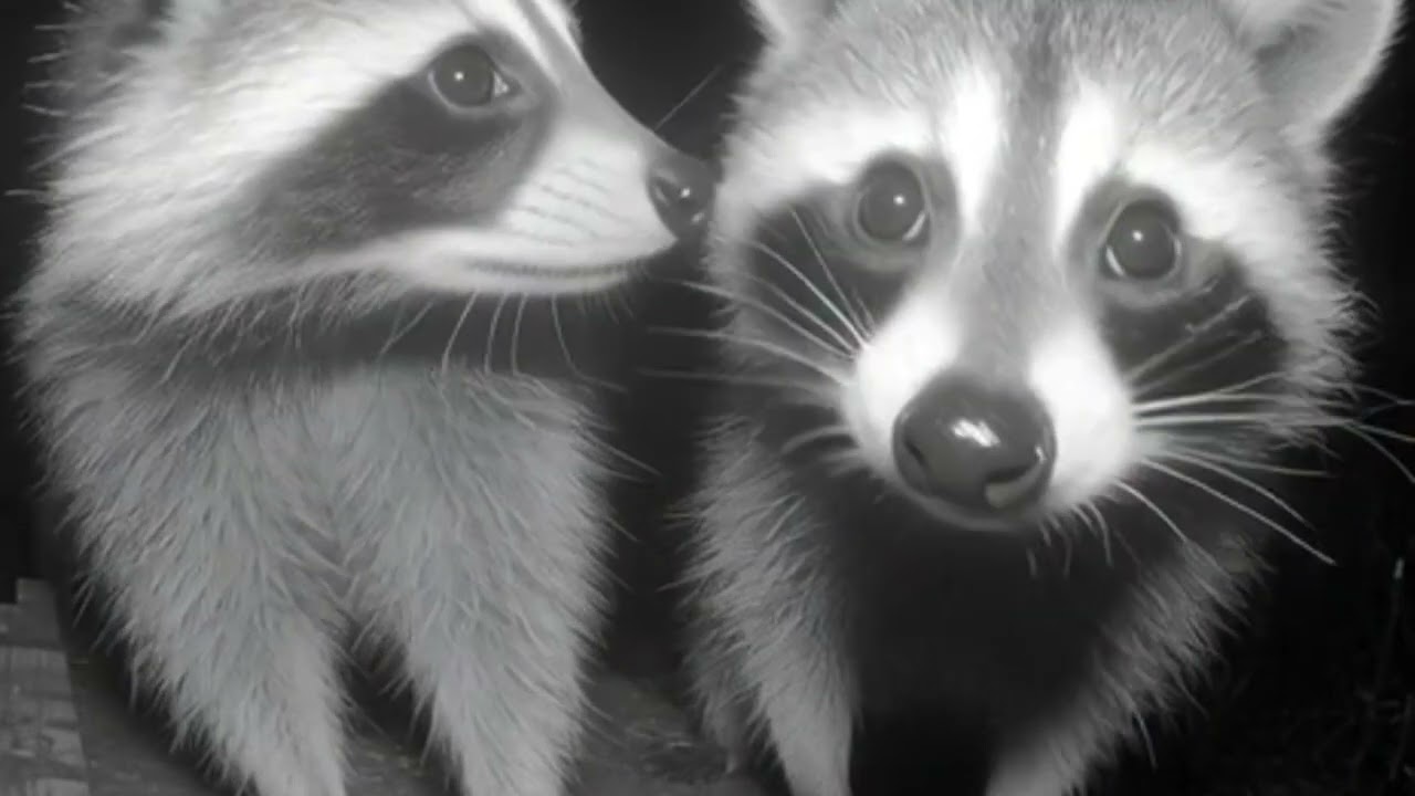 Midnight Visitors The Trampoline CCTV Mystery