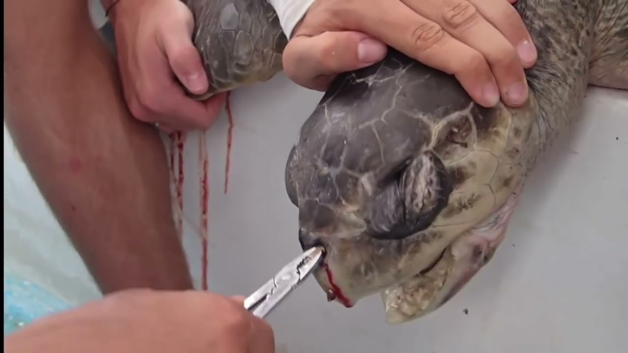 Plastic Pollution Sucks: A Video Essay