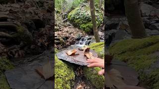 Cooking Giant Steak on Hot Stone 🔥🥩 | Outdoor Cooking ASMR | America Food Club #shorts #eatingshow