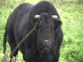Big Black Bull