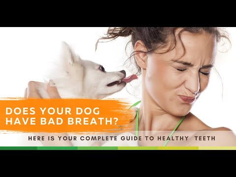 Dogs, Dental Care, Do&#039;s and Don&#039;ts - Dr. Peter Dobias