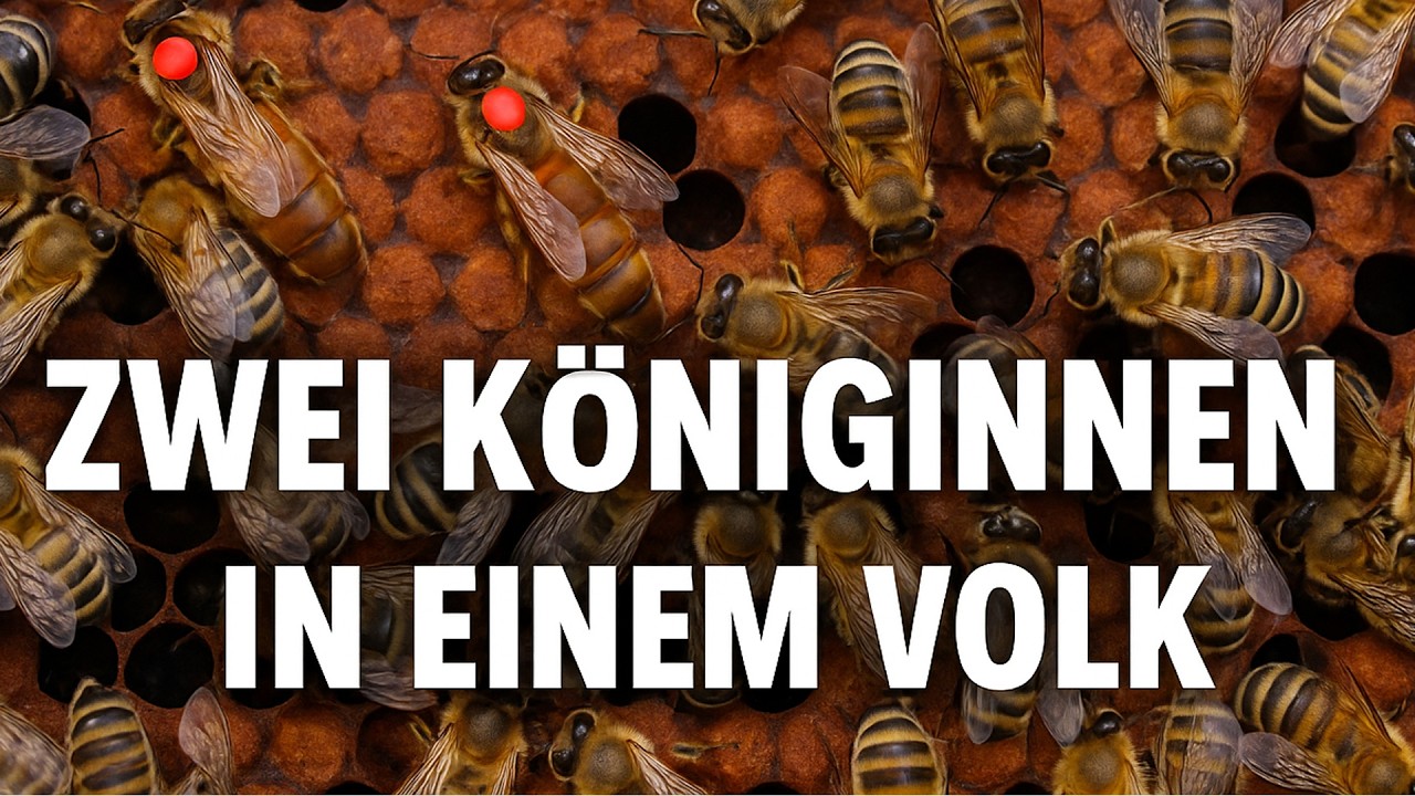 Imker-Schock: Zwei Königinnen überleben im selben Volk!