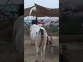 ​"I-12 Mandi: Kam Budget Wale Bhaiyon Ki Eid Ho Gayi! 😱 Saste Janwar Mil Gaye!"