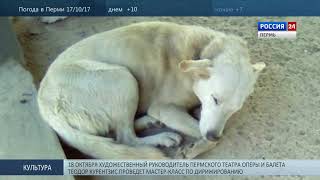 Краснокамский Хатико ищет хозяина Краснокамский Хатико ищет хозяина