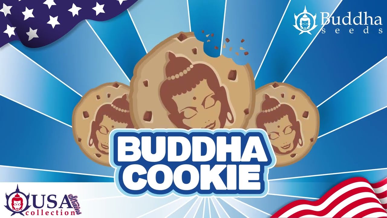 BUDDHA COOKIE - BUDDHA SEEDS-