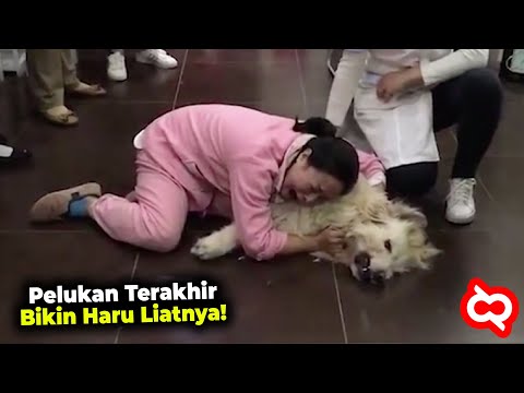 Video: 15 Binatang Anjing Yang Tidak Hilang