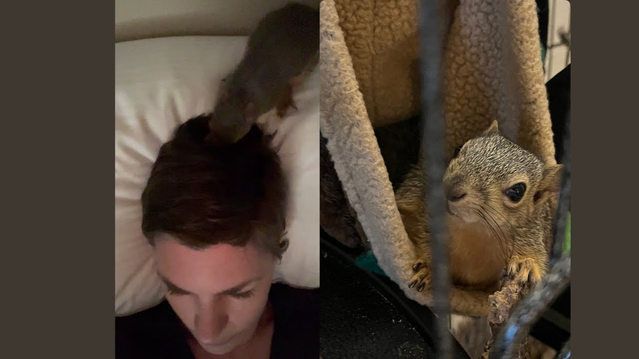 Squirrel Grooms My Hair